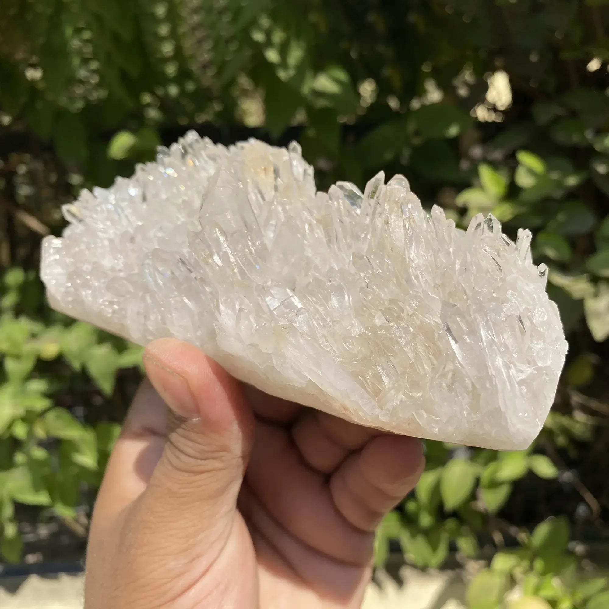 White Himalayan Quartz crystal cluster from Himalya Quartz, natural energy healing display with multiple pointed quartz formations.