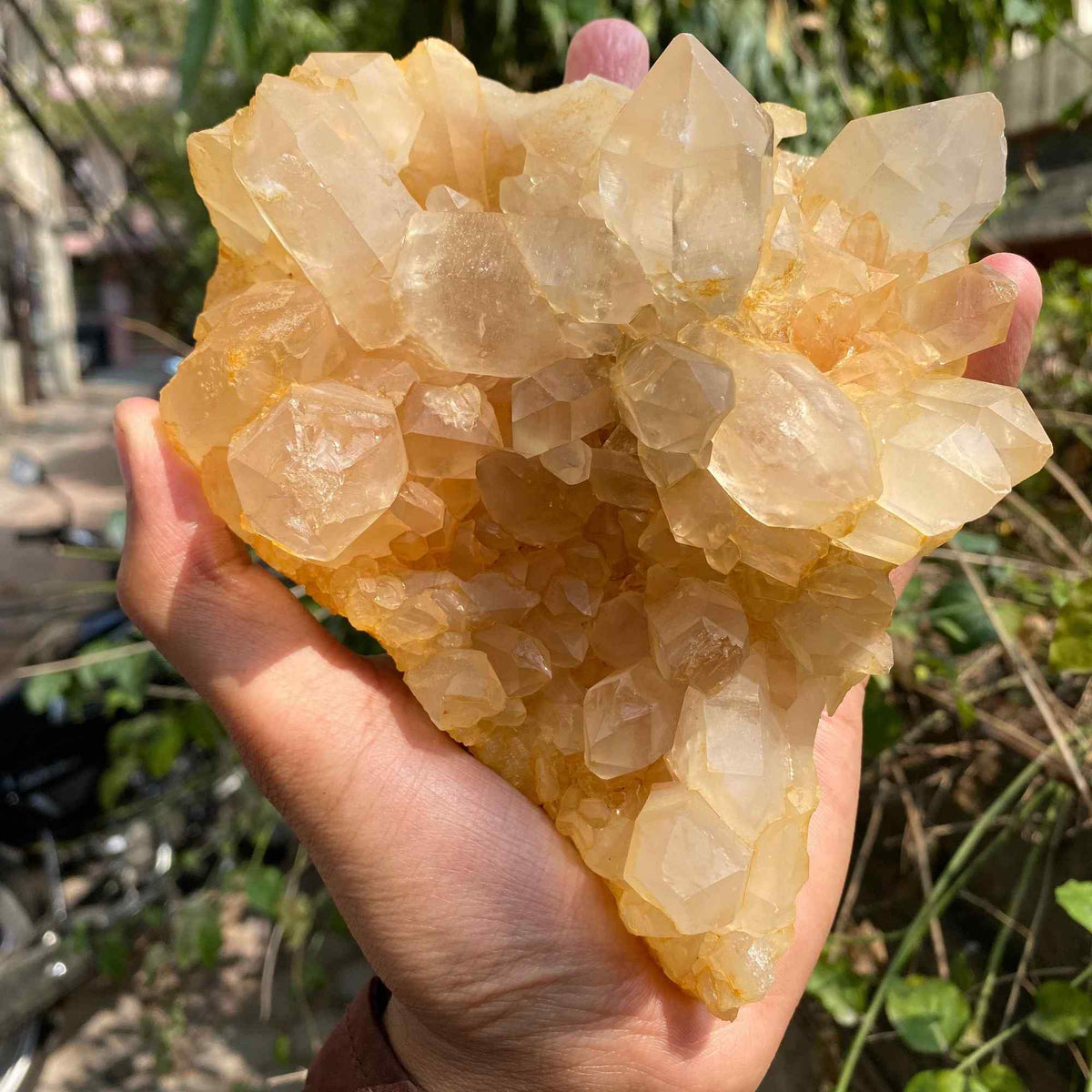 Himalayan Yellow Quartz Cluster 865g