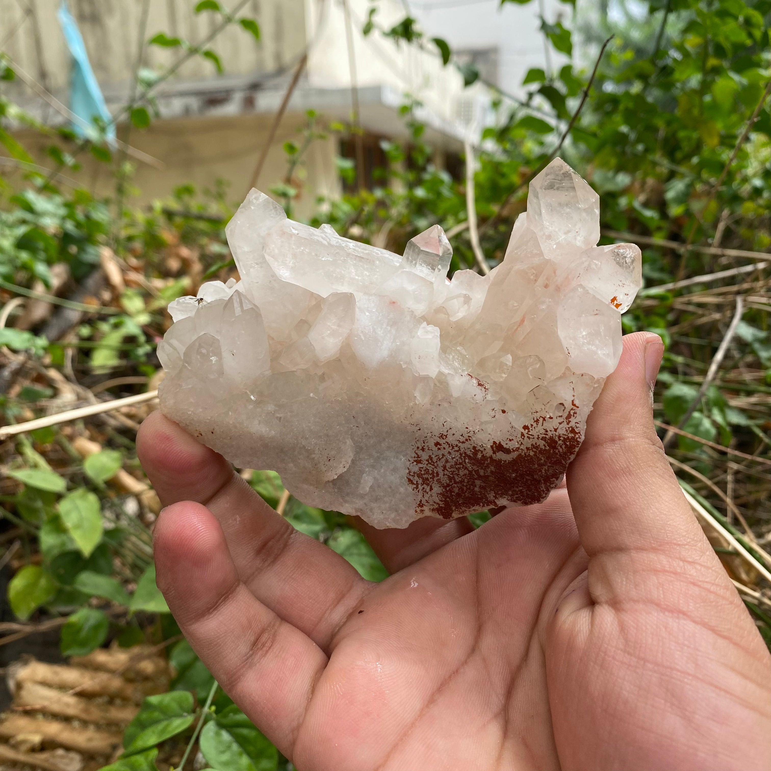 Pink Himalayan Quartz Samadhi Raw Crystal Mineral Cluster Healing Collector Piece