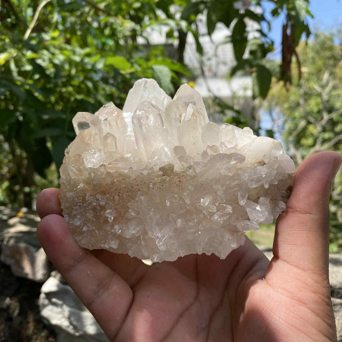 White Yellow Himalayan Quartz Collector Natural Cluster Raw Specimen