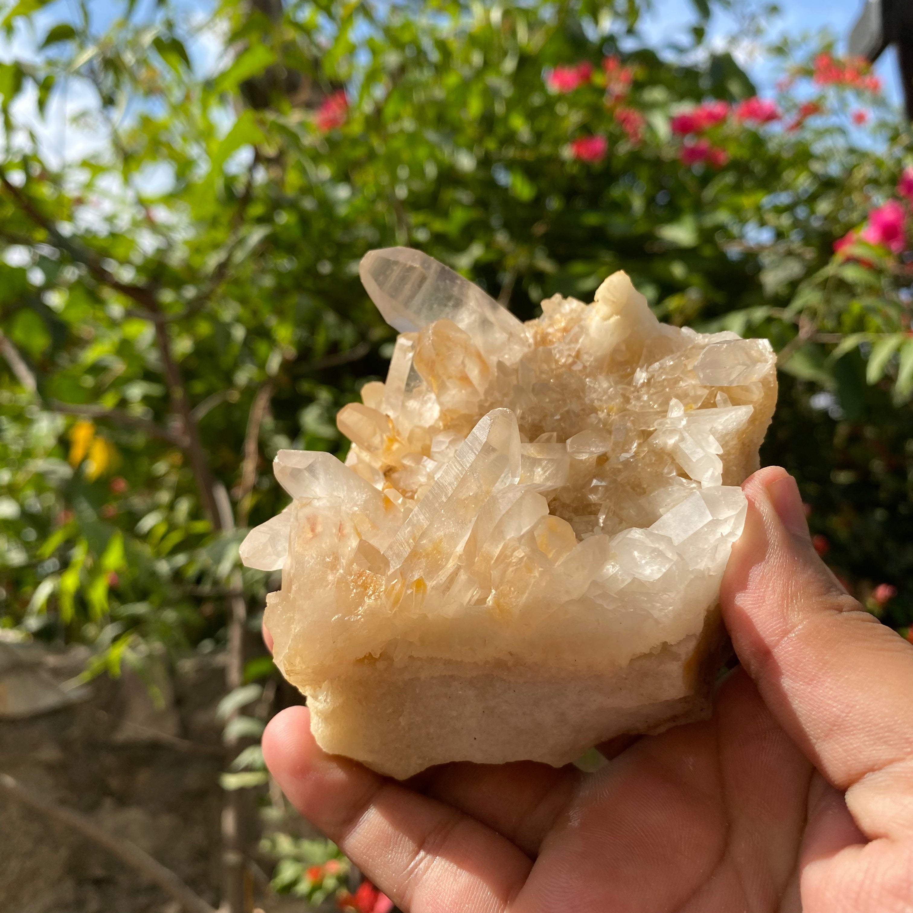 Natural Himalayan Yellow Samadhi Quartz Crystal Raw Cluster Healing Energy Collector