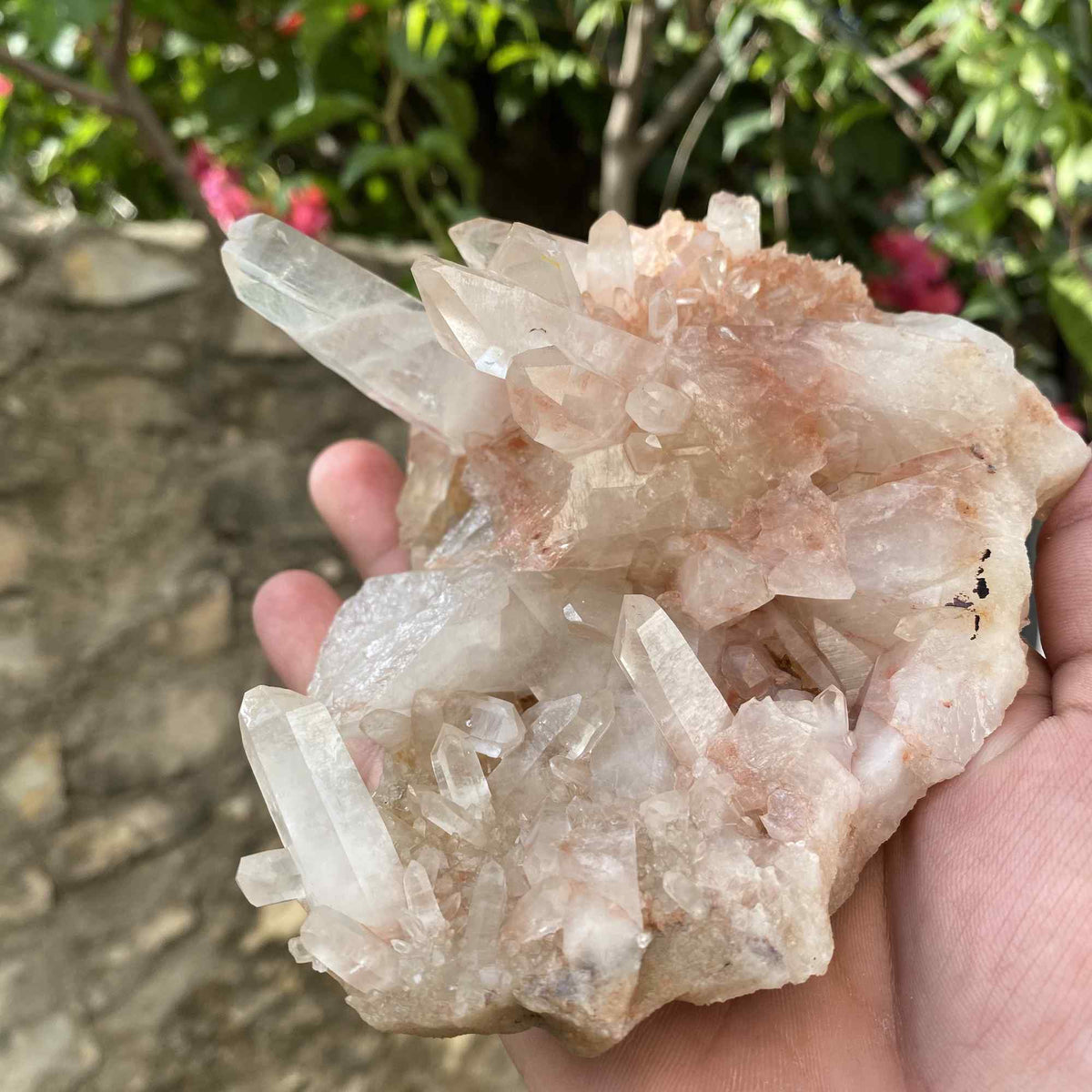 Collector Himalayan Pink Quartz Natural Cluster Raw Display Specimen