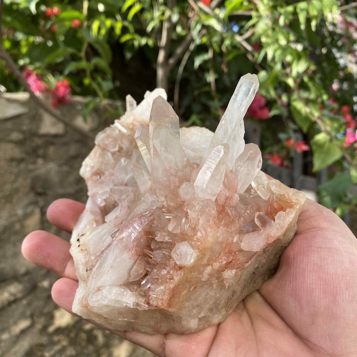 Collector Himalayan Pink Quartz Natural Cluster Raw Display Specimen