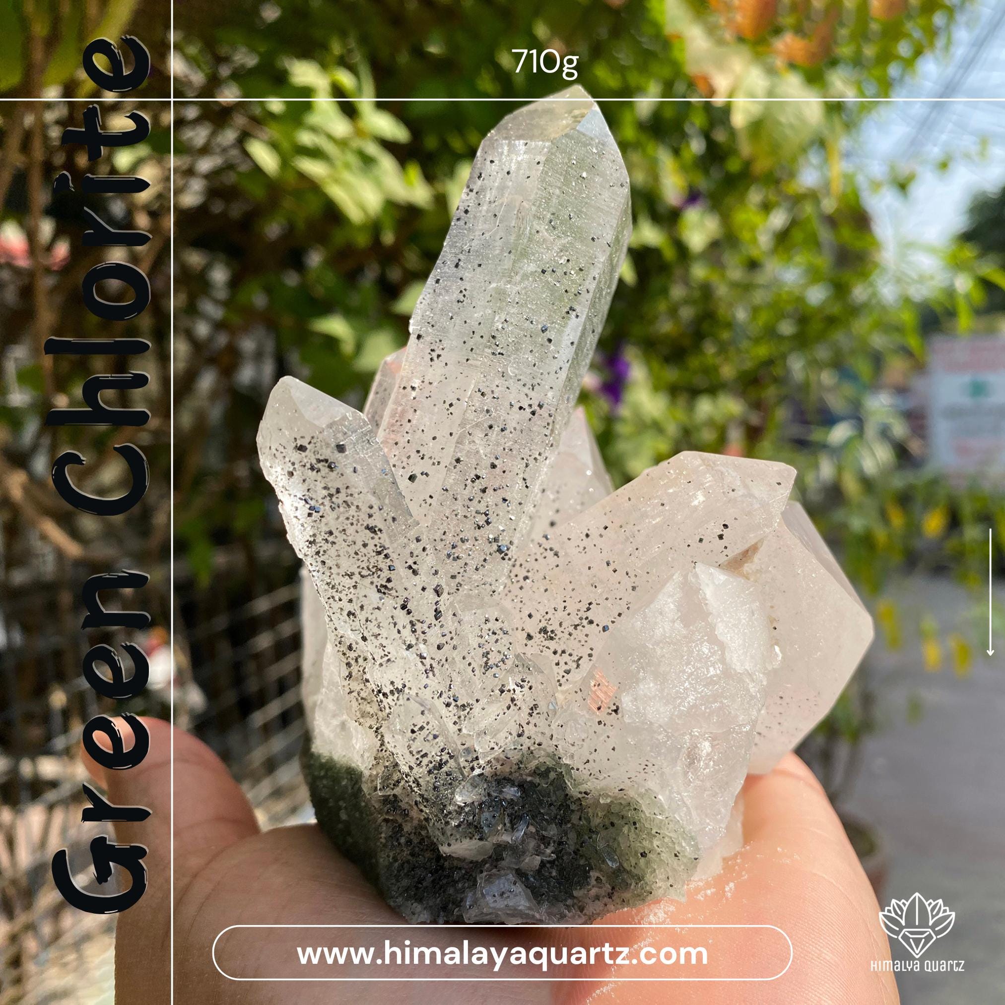 Raw Chlorite Quartz Crystal Point: Natural Anatase Healing Stone 710gm