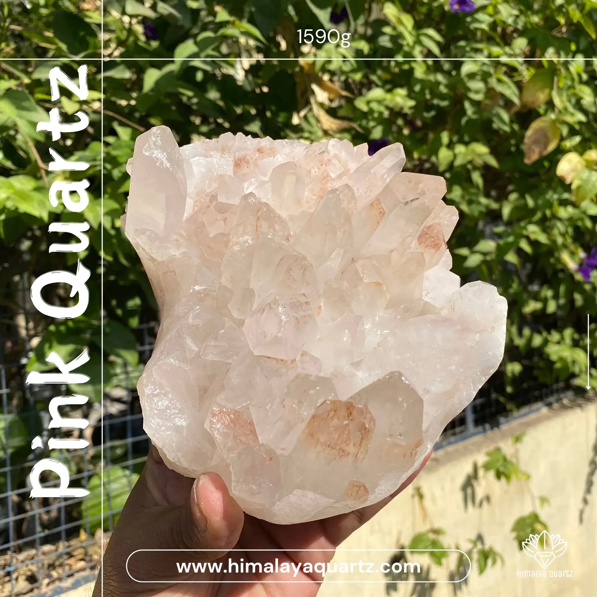 Natural Himalayan Pink Quartz Cluster 1590g Himalayan Quartz