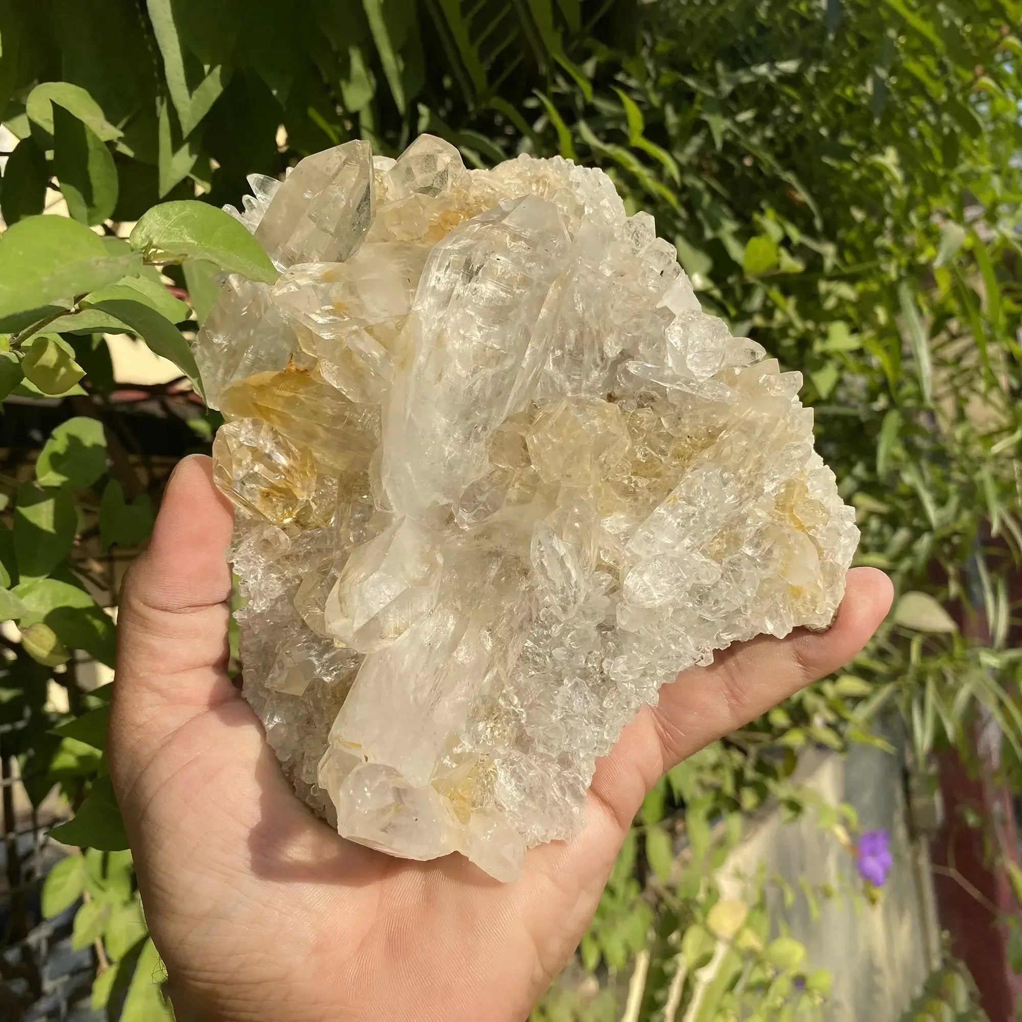 Natural Yellow + White Himalayan Quartz Cluster Himalayan Quartz