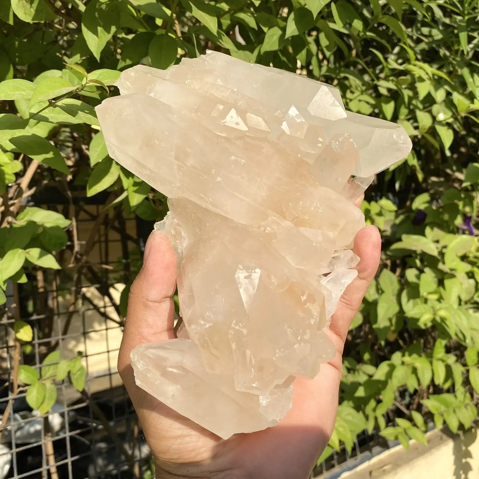 Natural Himalayan Pink Quartz Cluster 1555g Himalayan Quartz