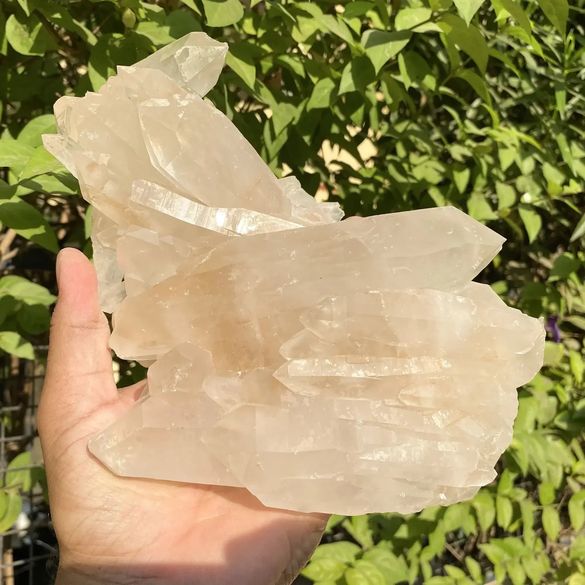 Natural Himalayan Pink Quartz Cluster 1555g Himalayan Quartz