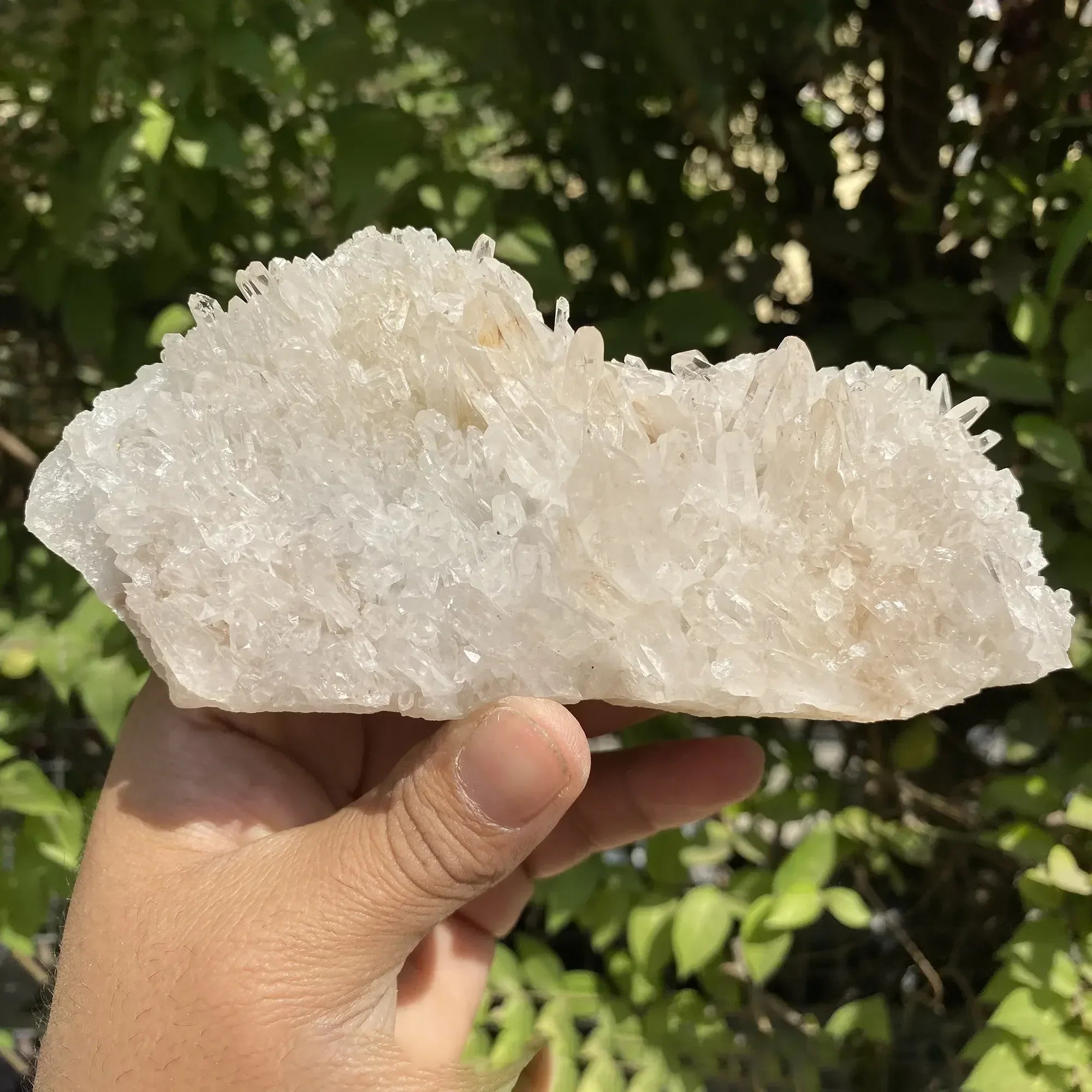 White Himalayan Quartz crystal cluster from Himalya Quartz, natural energy healing display with multiple pointed quartz formations.