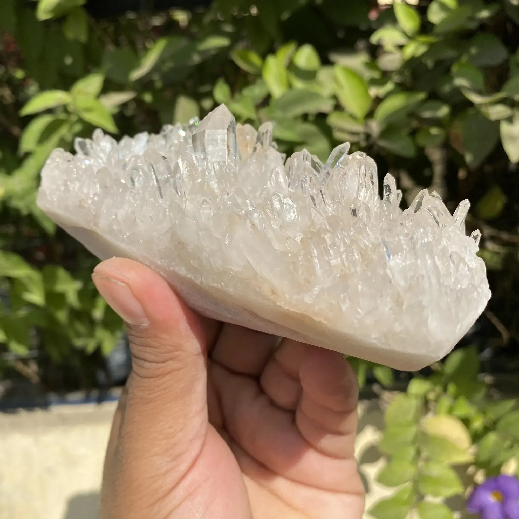 White Himalayan Quartz crystal cluster from Himalya Quartz, natural energy healing display with multiple quartz points and a rough base.