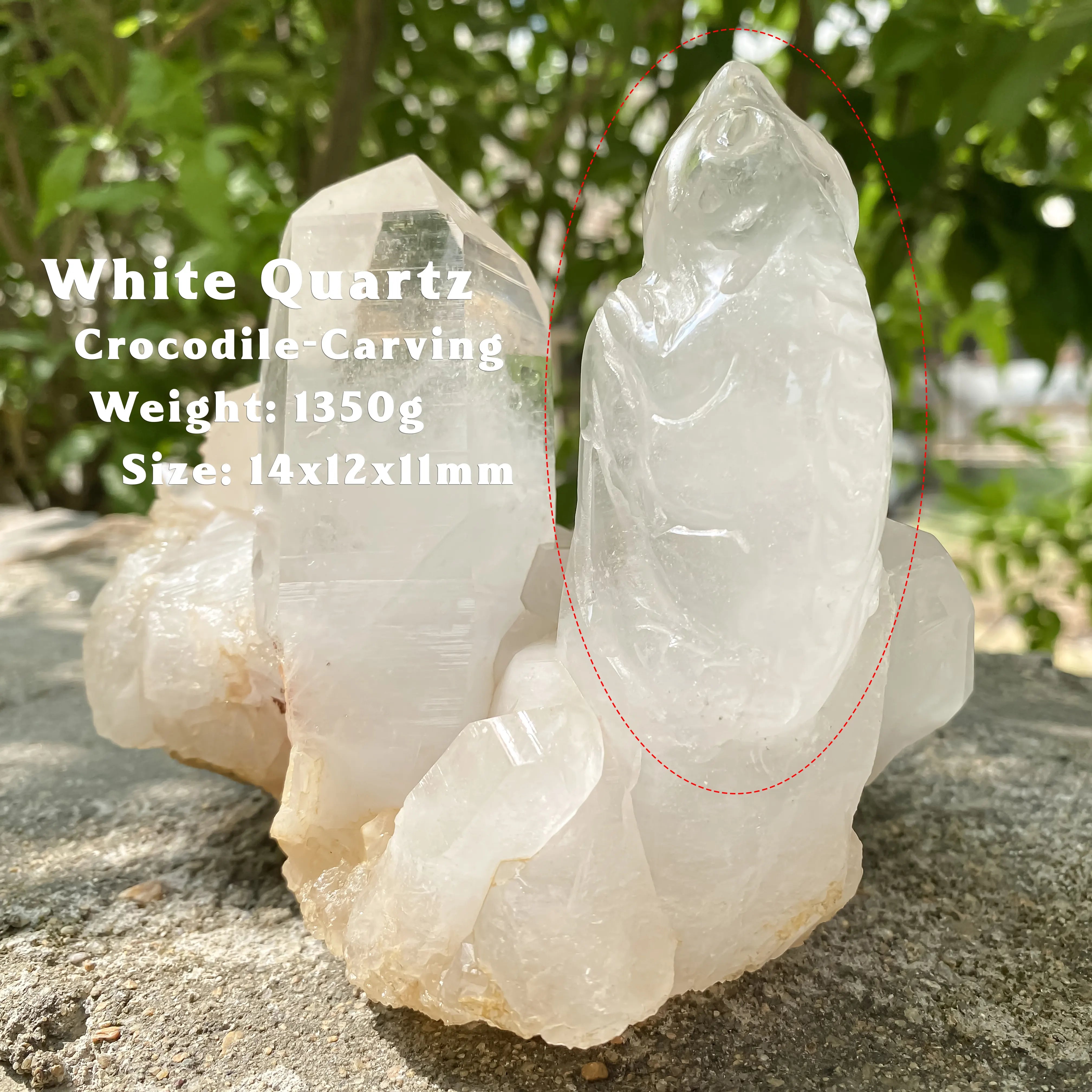 Natural Himalayan White Quartz Cluster 1350g Crocodile Shape Master Healer