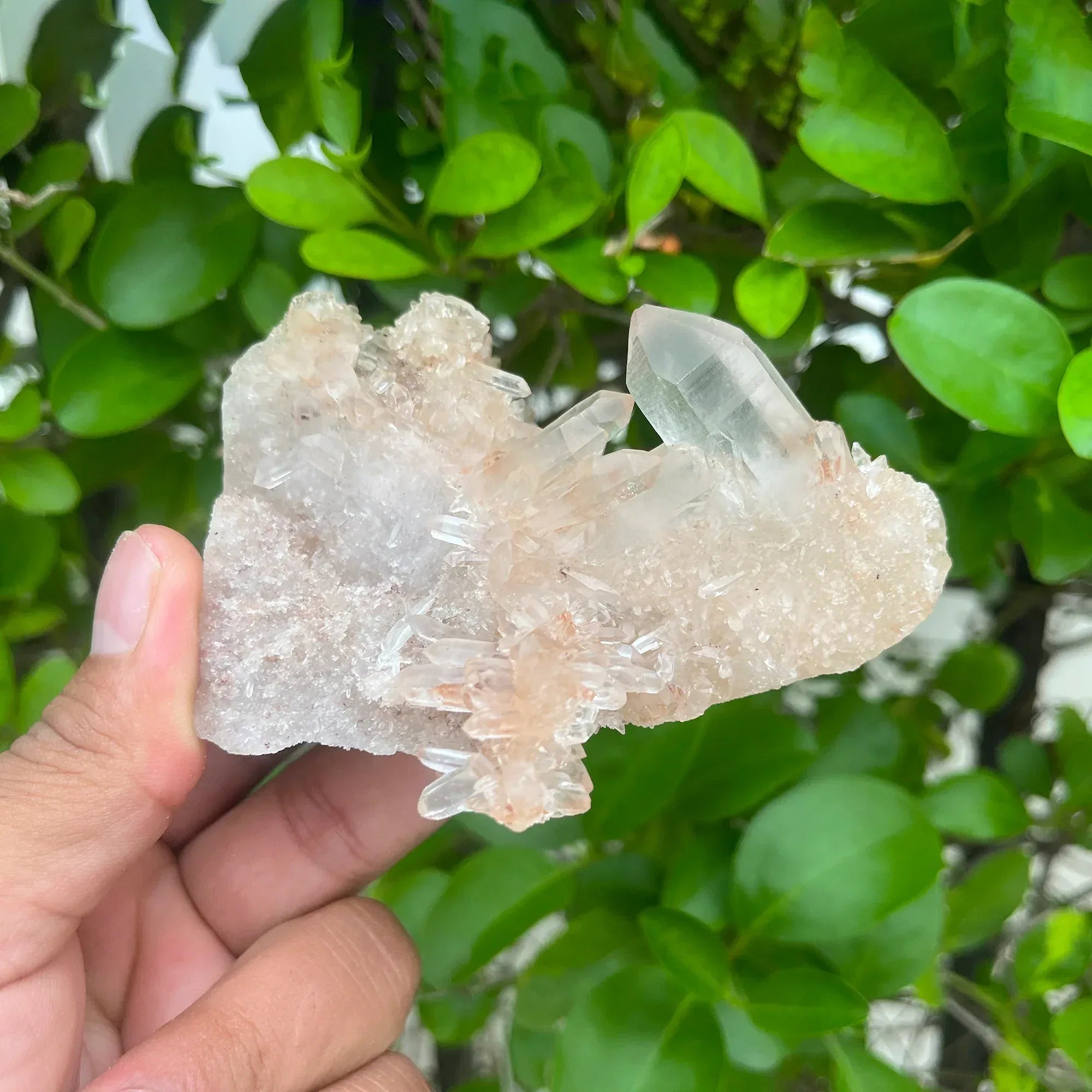Natural Himalayan Pink Quartz Cluster 215g Himalayan Quartz