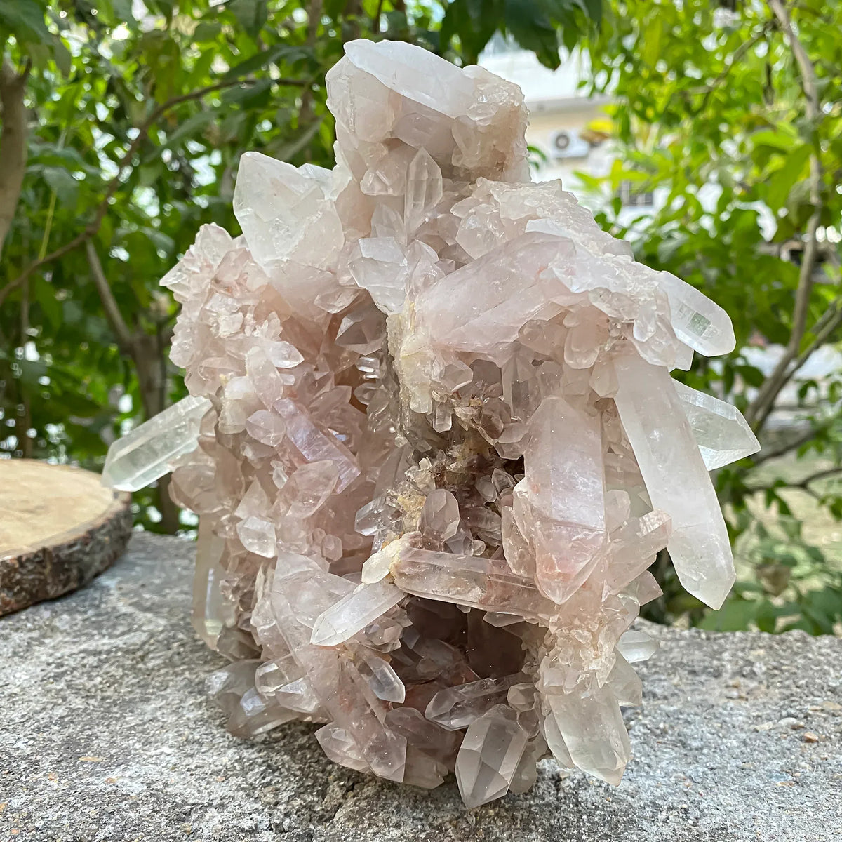 Natural Himalayan Pink Quartz Cluster 2925g Himalayan Quartz
