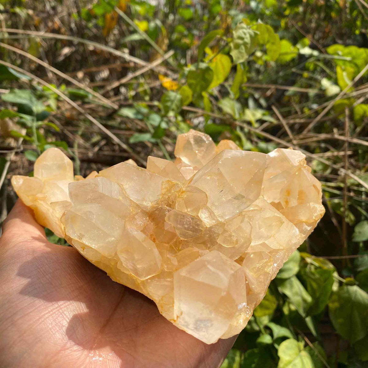 Himalayan Yellow Quartz Cluster 865g