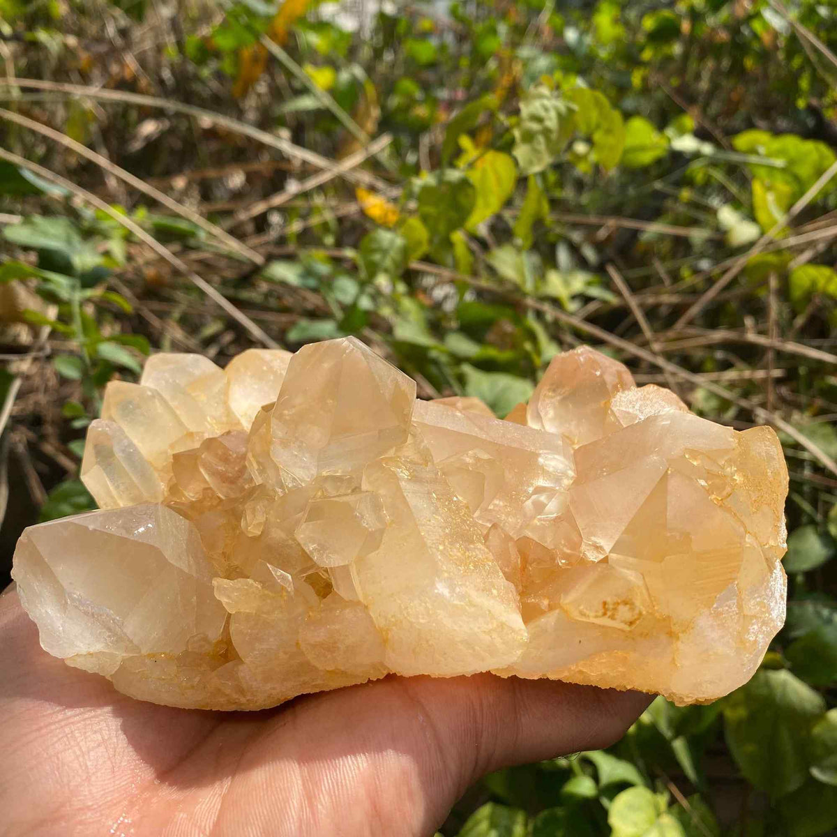 Himalayan Yellow Quartz Cluster 865g