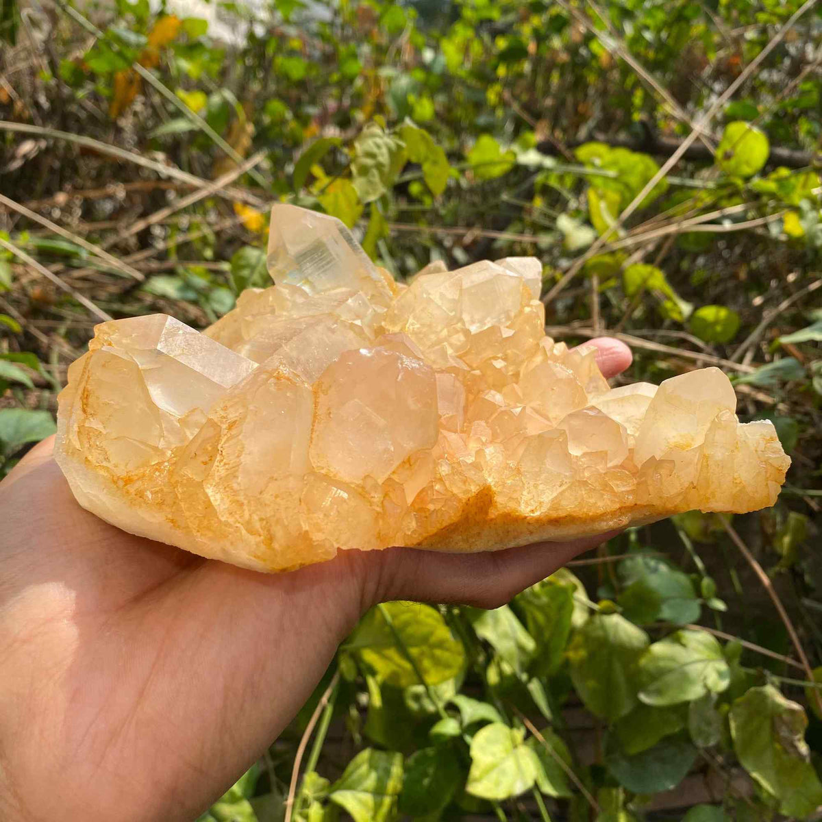 Himalayan Yellow Quartz Cluster 865g
