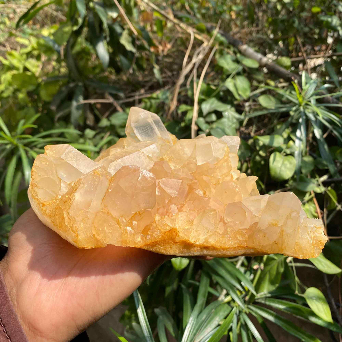 Himalayan Yellow Quartz Cluster 865g