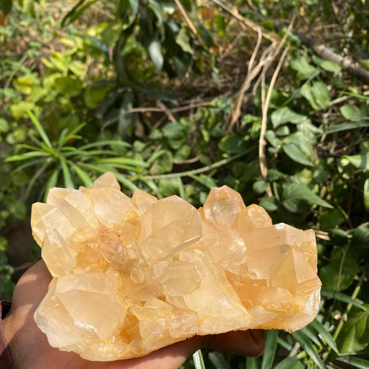 Himalayan Yellow Quartz Cluster 865g