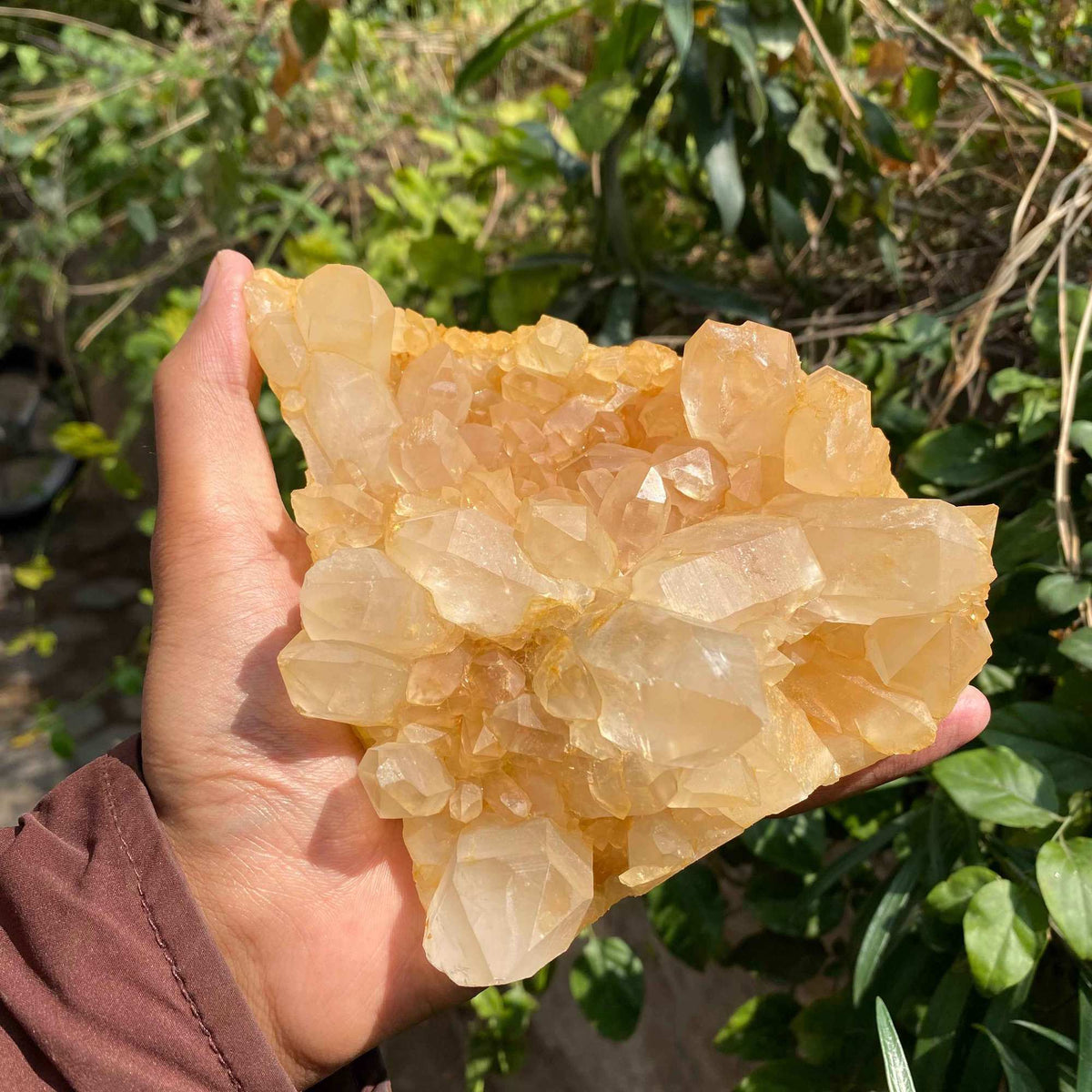 Himalayan Yellow Quartz Cluster 865g