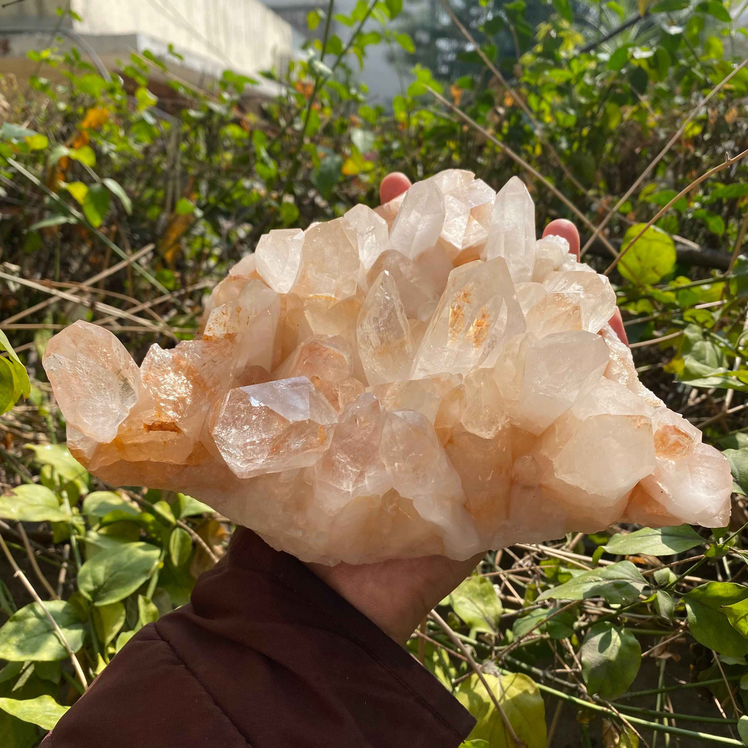 Himalayan Yellow Quartz Cluster 2150g