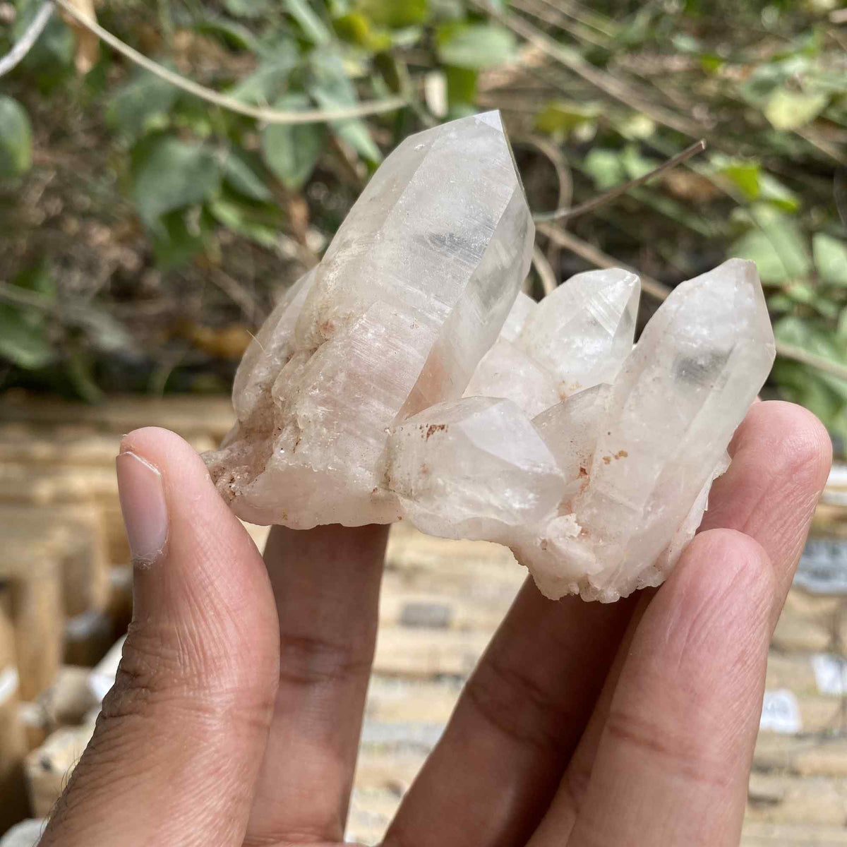 Natural 100g Himalayan White and Pink Quartz Cluster Collector Mineral