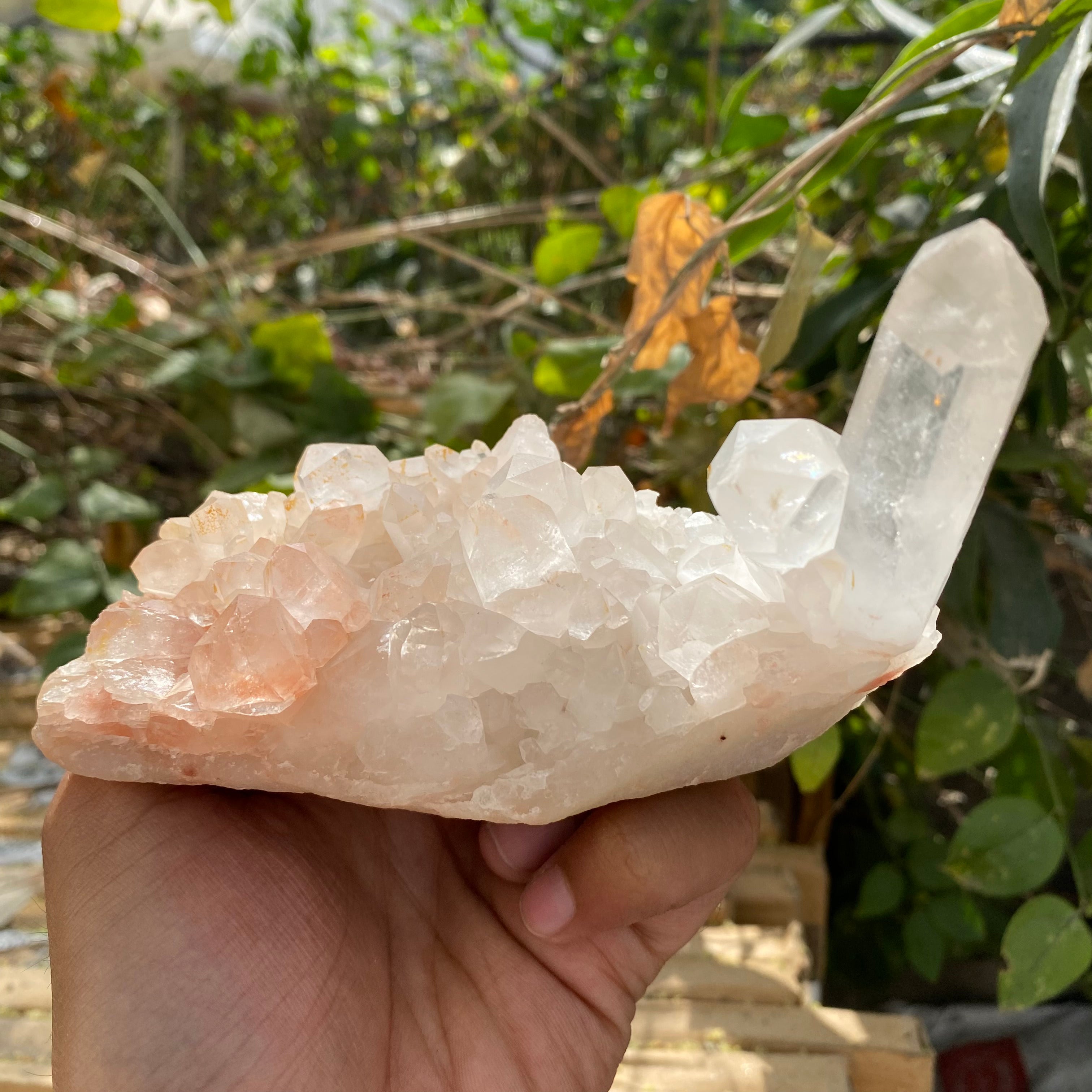 Natural Himalayan Pink Quartz Cluster 510g – Heart-Healing Crystal