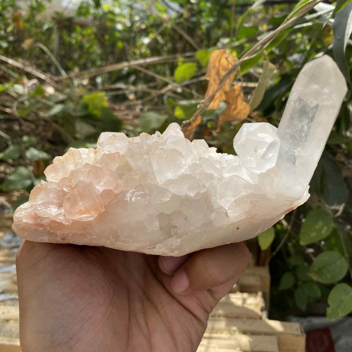Pink Himalayan Quartz Natural Cluster 510g Raw Mineral Display Piece