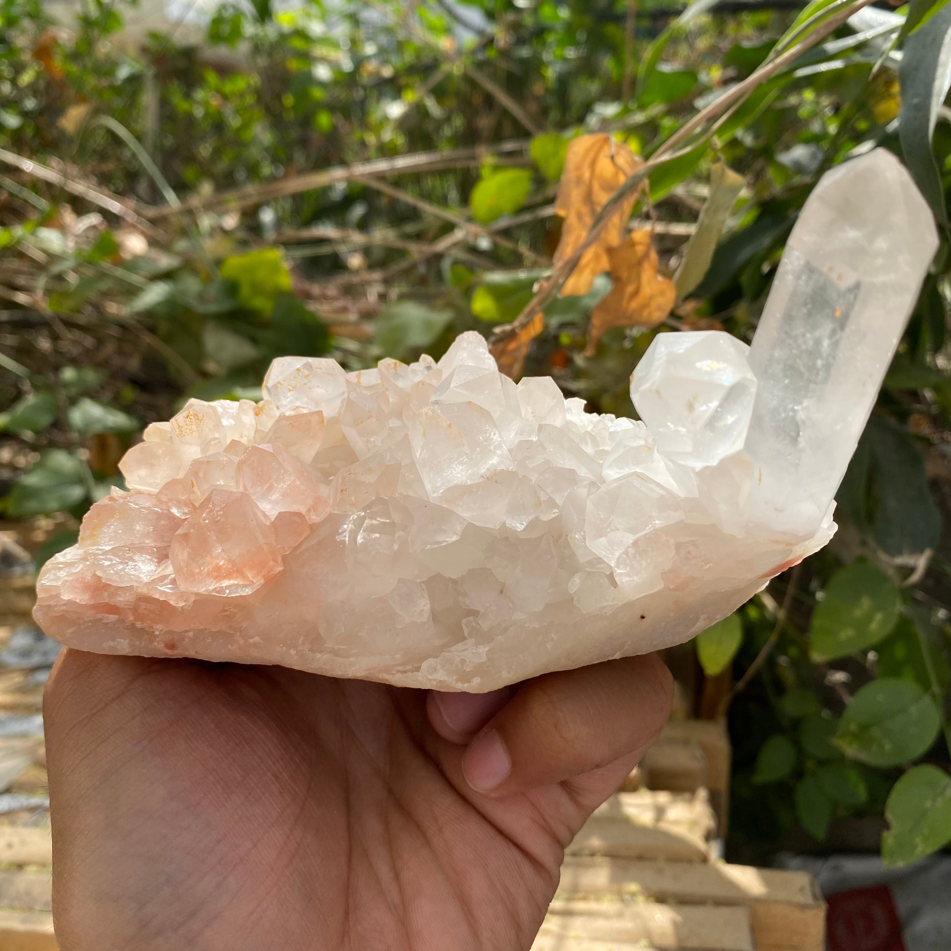 Natural Himalayan Pink Quartz Cluster 510g – Heart-Healing Crystal