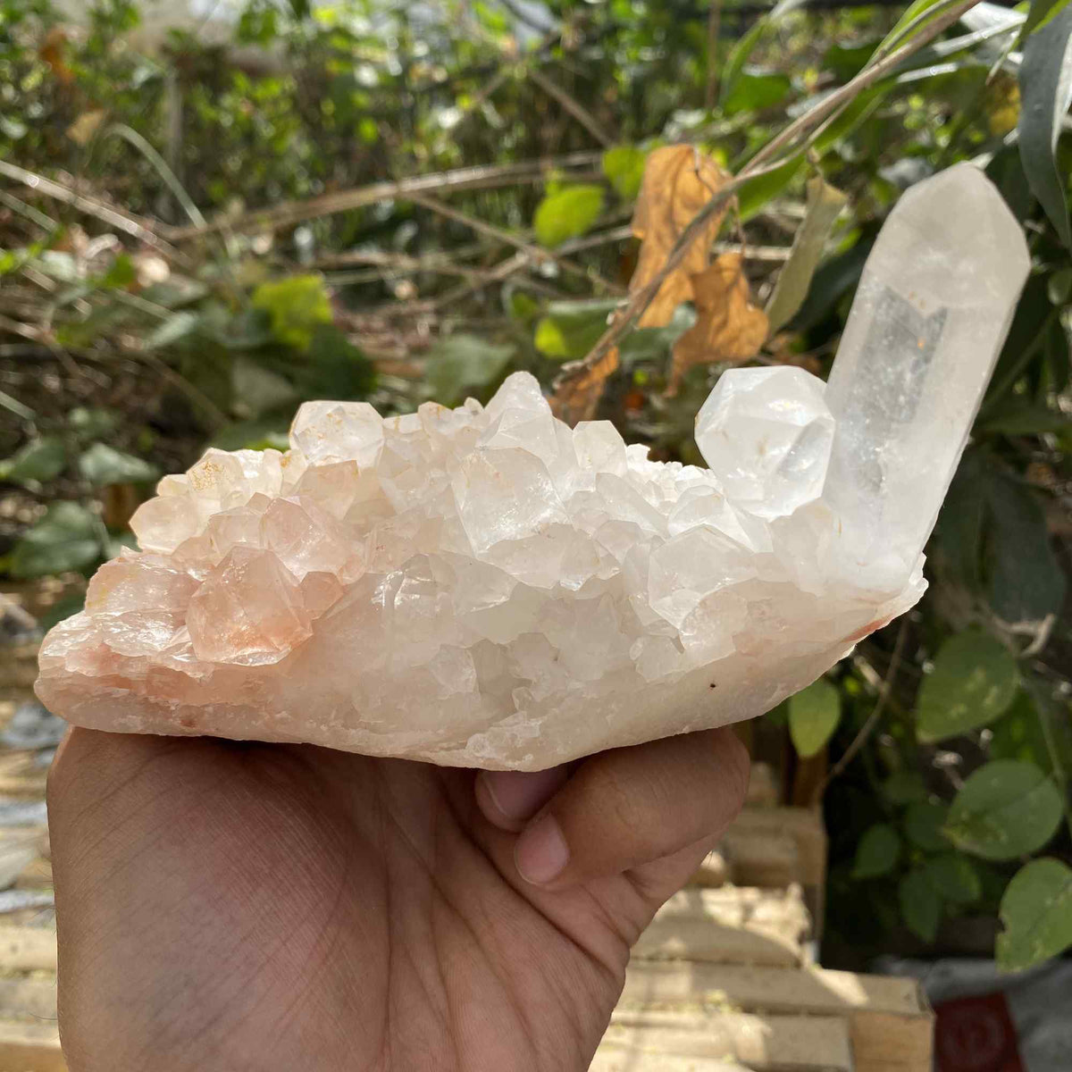 Pink Himalayan Quartz Natural Cluster 510g Raw Mineral Display Piece
