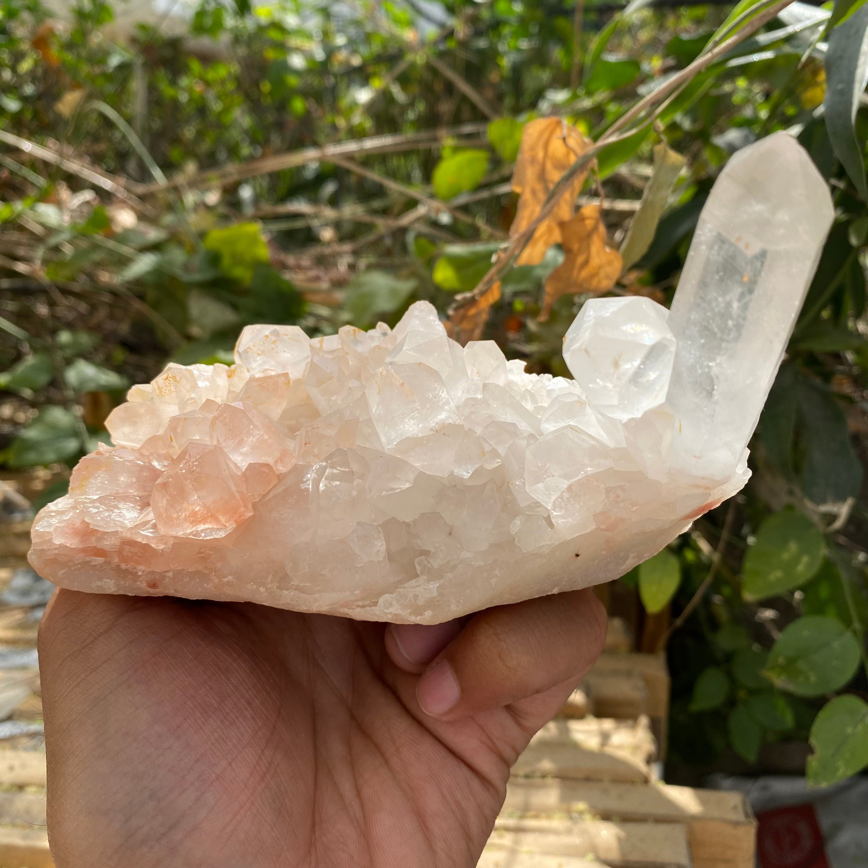 Natural Himalayan Pink Quartz Cluster 510g – Heart-Healing Crystal
