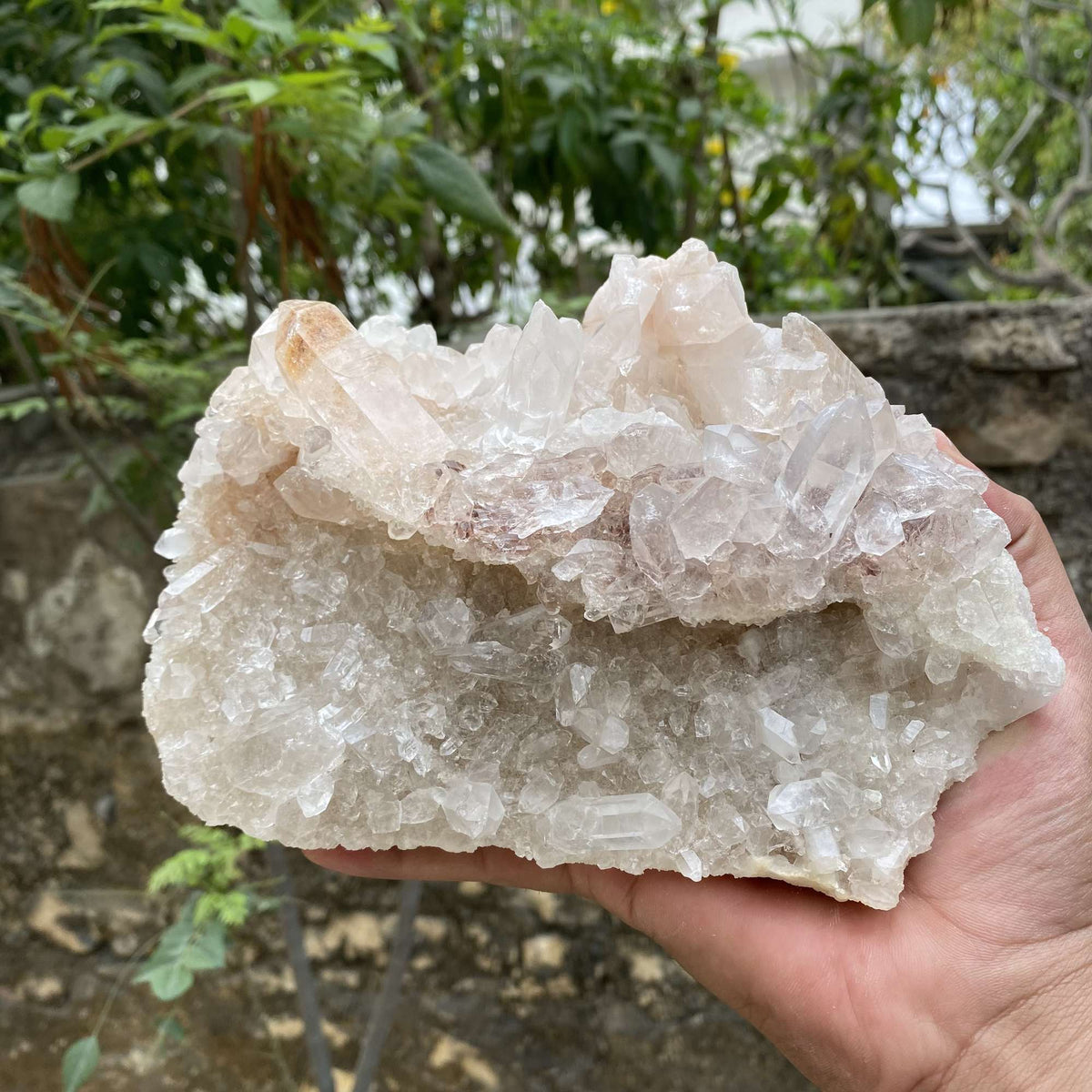 Pink White Himalayan Quartz Raw Natural Cluster Collector Specimen