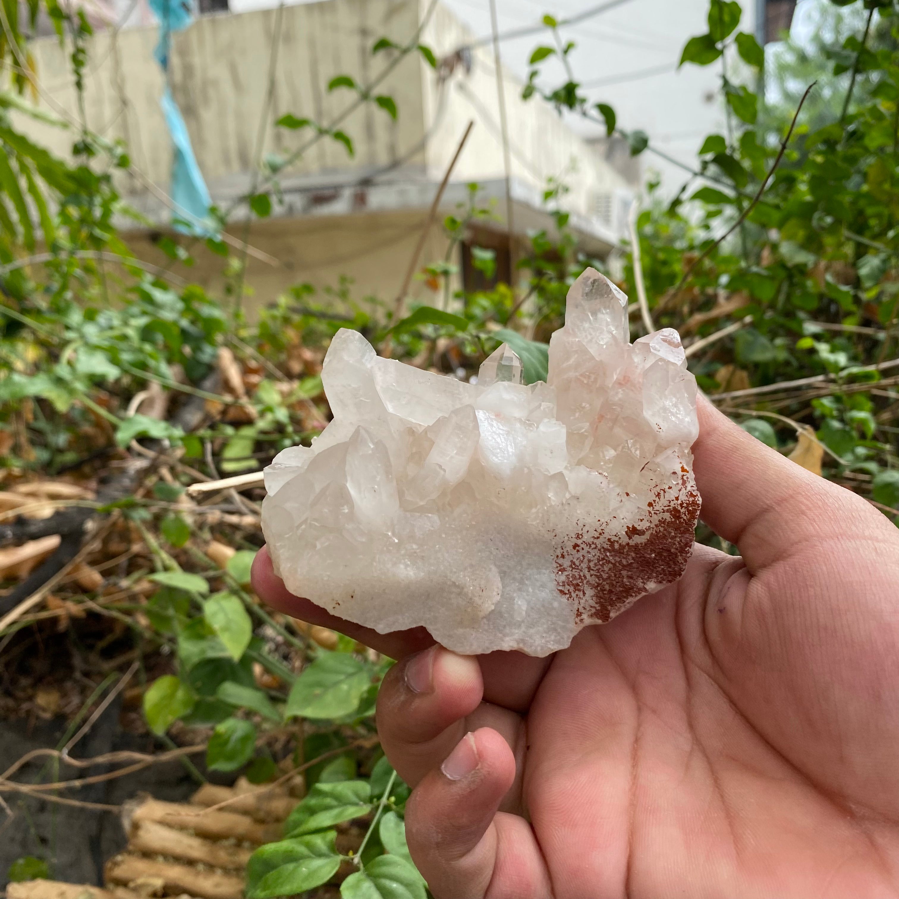 Pink Himalayan Quartz Samadhi Raw Crystal Mineral Cluster Healing Collector Piece