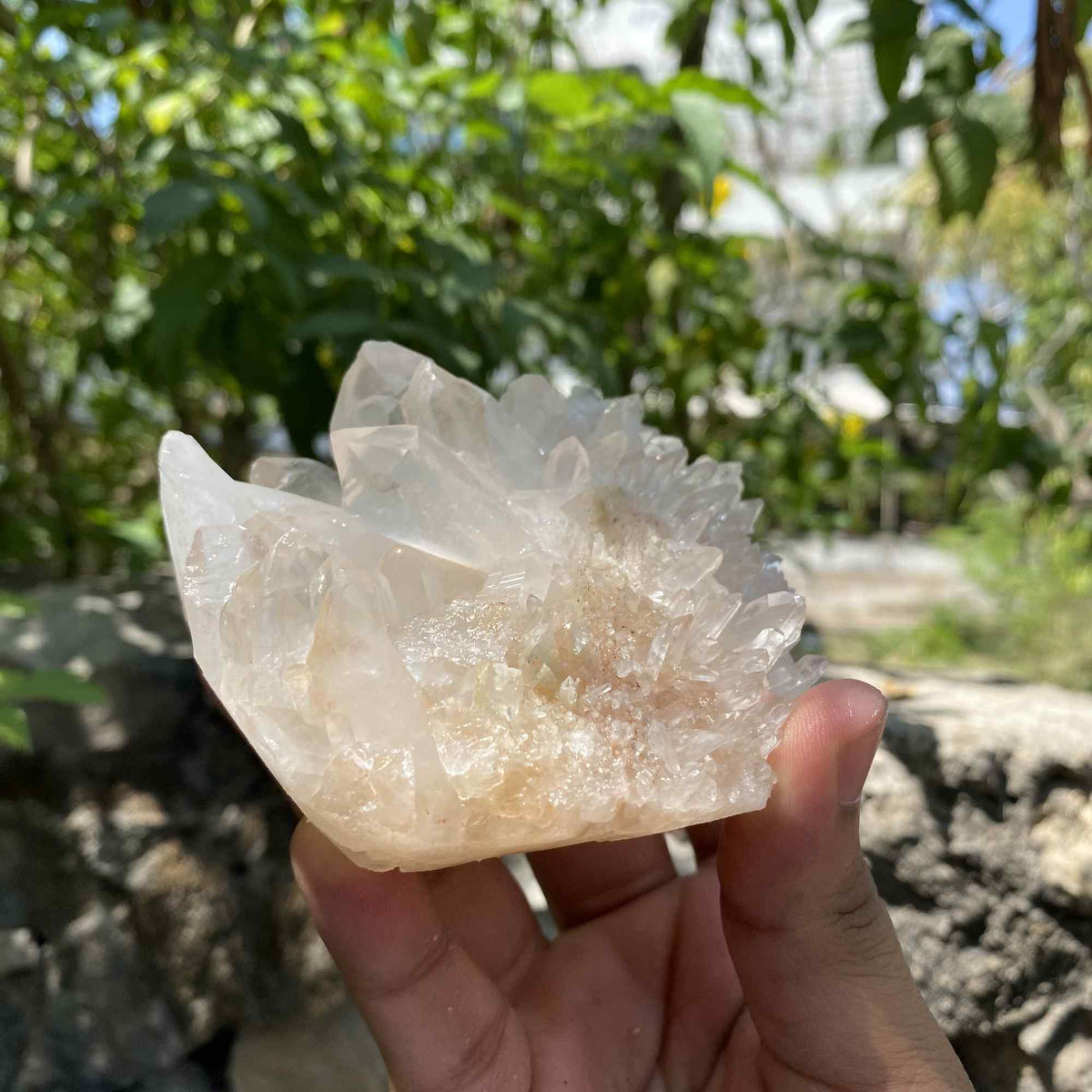 White Yellow Himalayan Quartz Collector Natural Cluster Raw Specimen