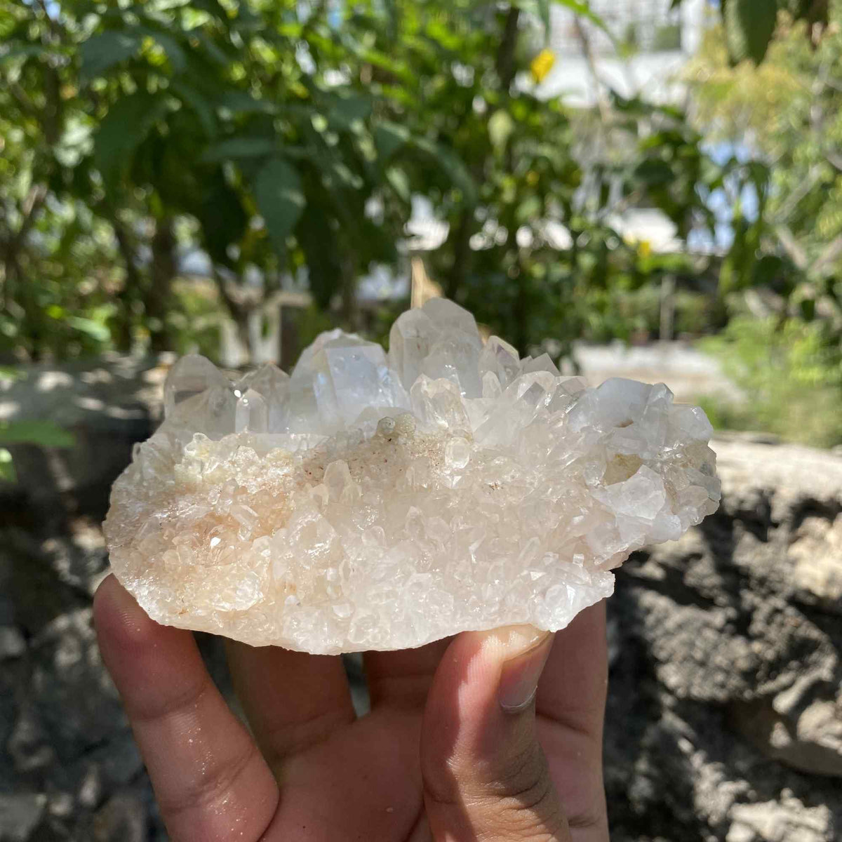 White Yellow Himalayan Quartz Collector Natural Cluster Raw Specimen