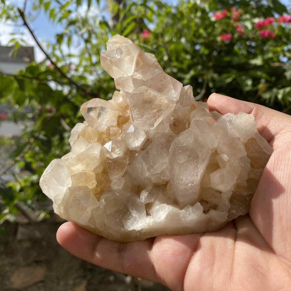 Himalya Quartz Golden Healer Quartz Crystal, 455g Himalayan Quartz natural yellow samadhi rough stone on white background
