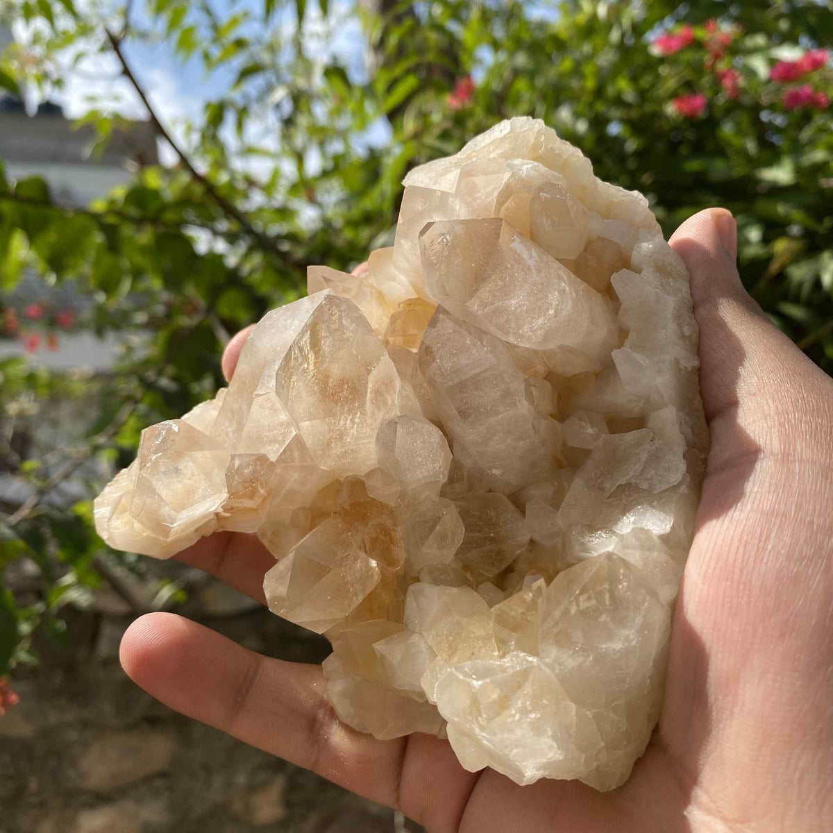 Natural yellow Himalayan Quartz crystal, 455g Golden Healer Samadhi rough mineral from Himalya Quartz, showcasing its vibrant yellow hue.