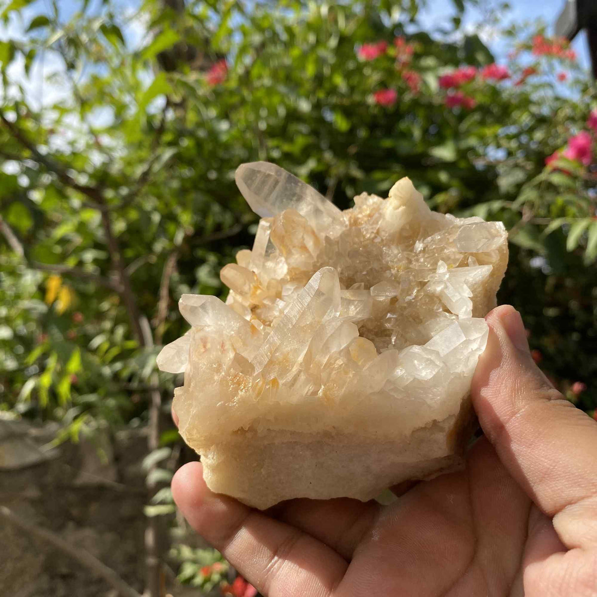 340g Natural Yellow Himalayan Quartz Cluster Display Mineral Specimen