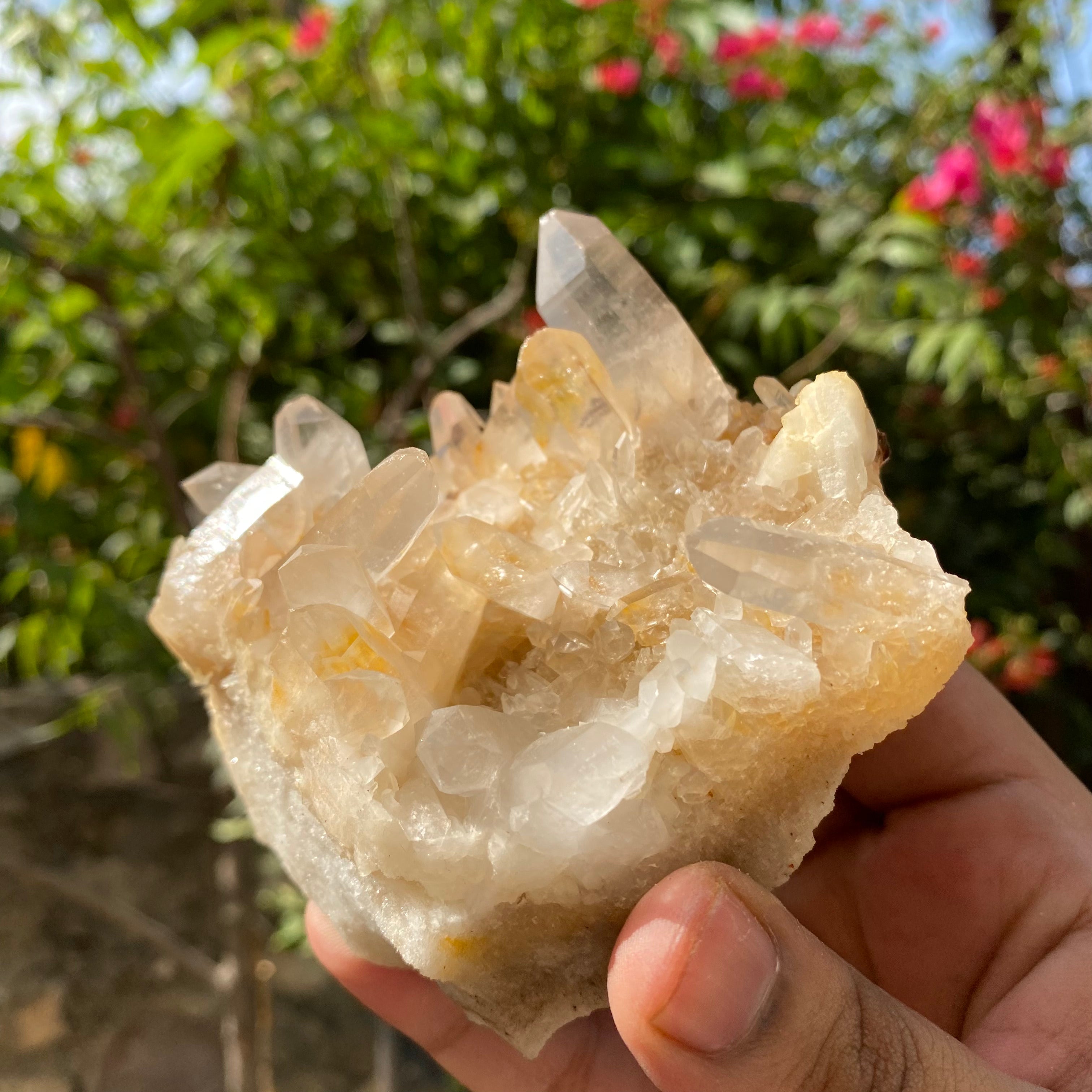 Natural Himalayan Yellow Samadhi Quartz Crystal Raw Cluster Healing Energy Collector