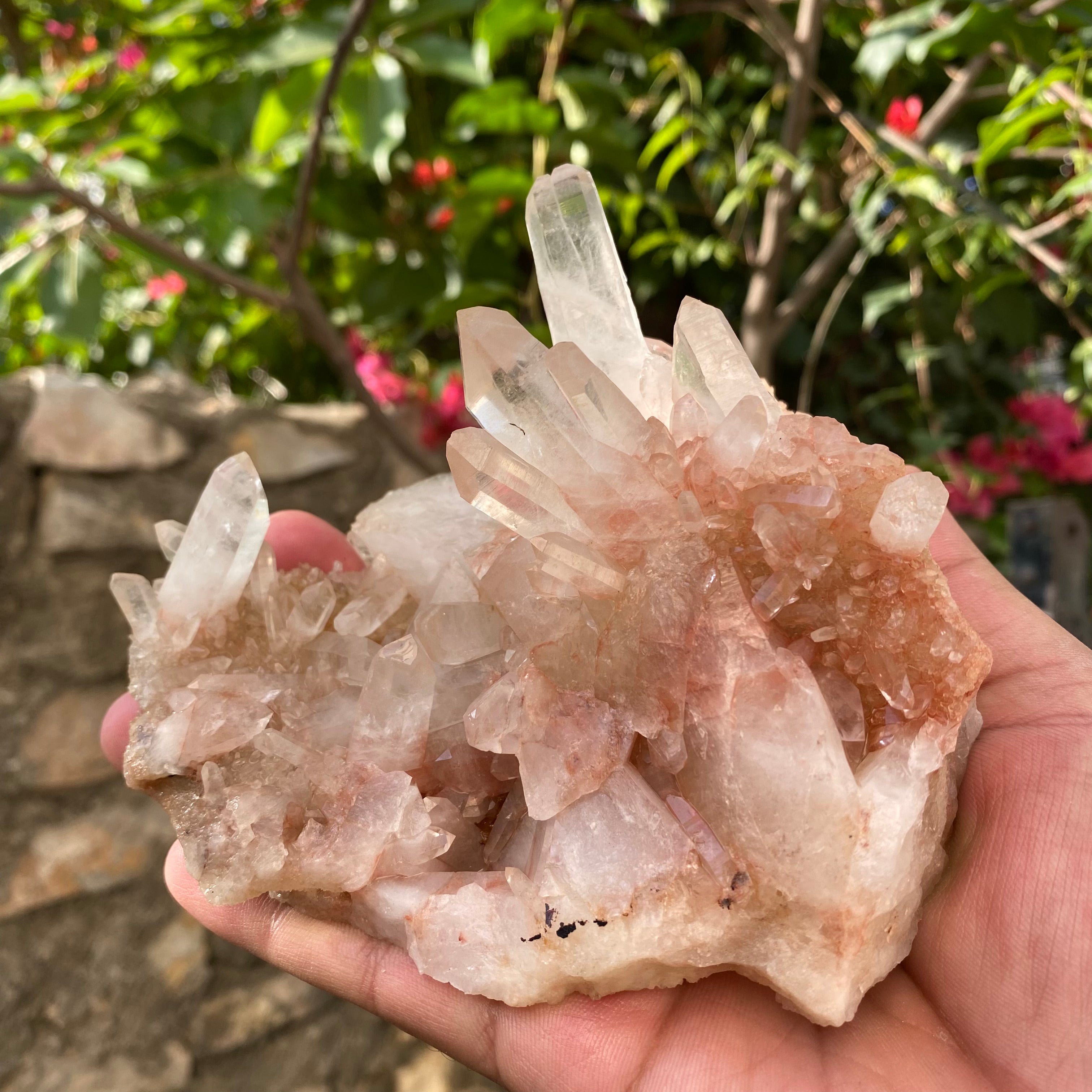 Natural Himalayan Pink Quartz Crystal Cluster Healing Energy Display