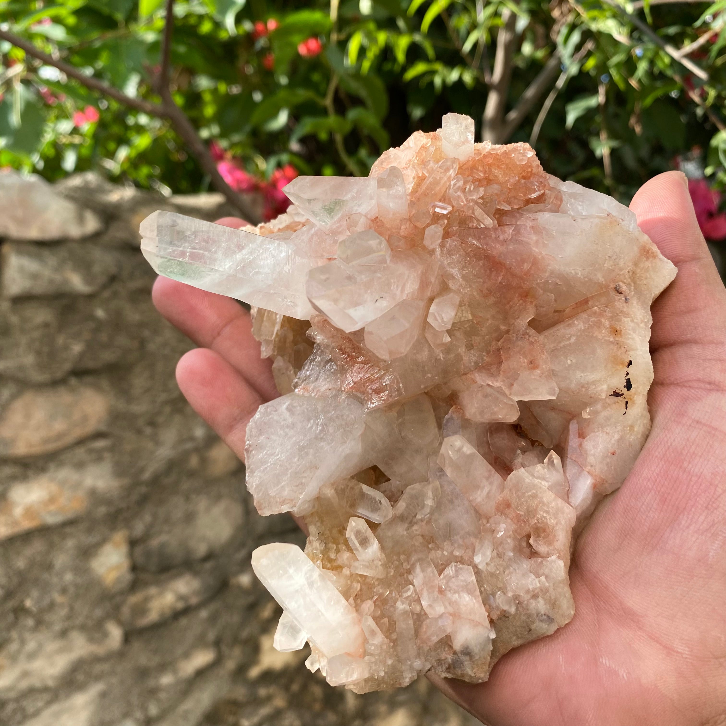 Natural Himalayan Pink Quartz Crystal Cluster Healing Energy Display