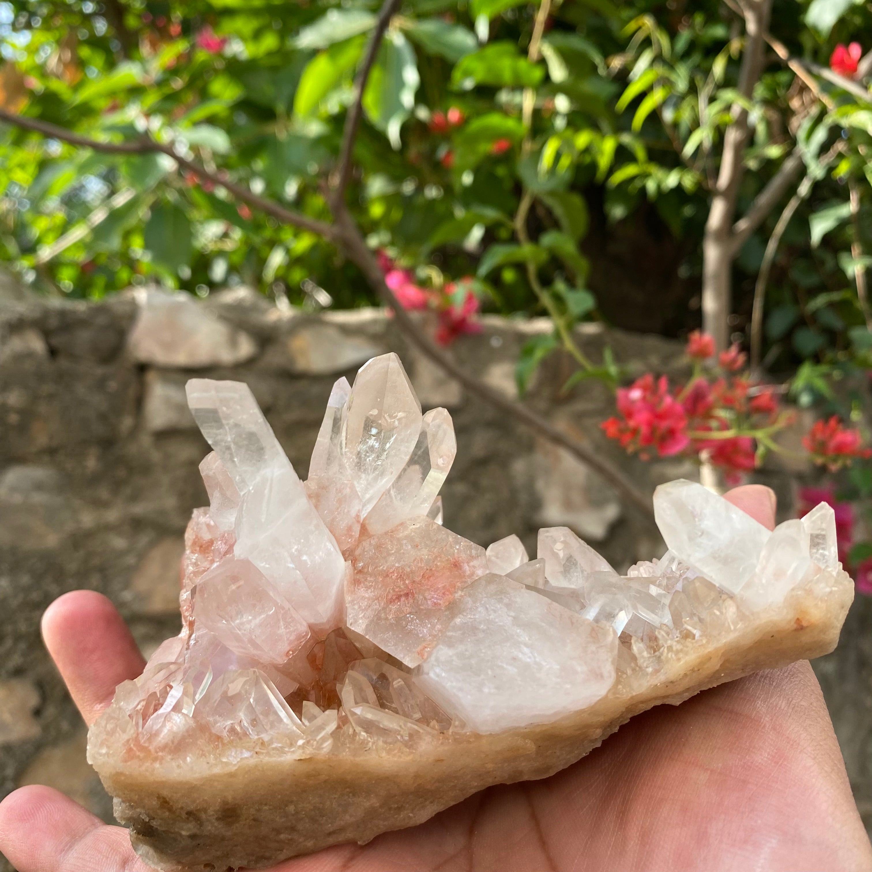 Natural Himalayan Pink Quartz Crystal Cluster Healing Energy Display